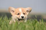 7 NAINS CORGIS 004